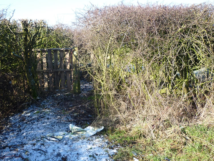 Photograph: February 2010: New opening in hedge
