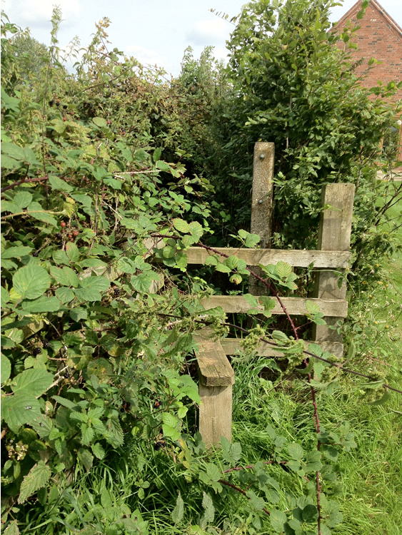 Photograph: Path overgrown, impassable