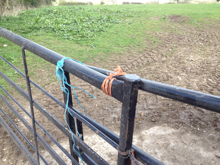 Photograph: Gate tied shut (close-up)