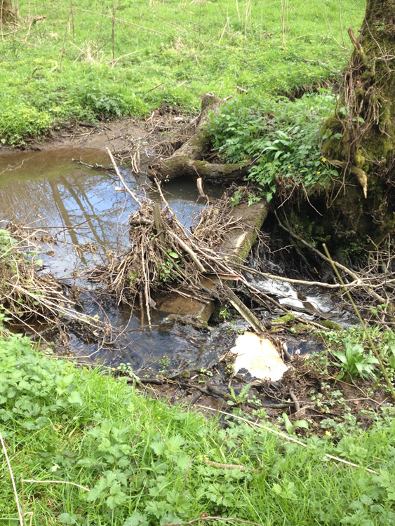Photograph: Difficult stream crossing (view from west side)