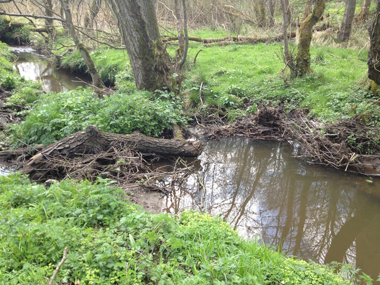Photograph: Difficult stream crossing (view from east side)